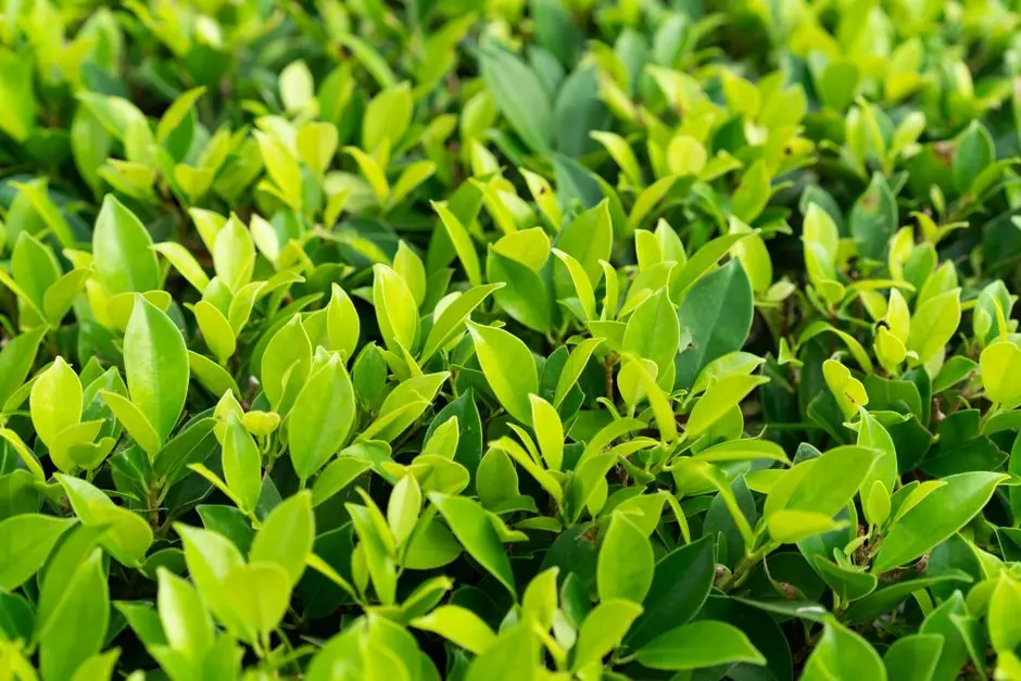 Greens & Outdoors at ELDECO TRINITY, Gomti Nagar Extension, Lucknow