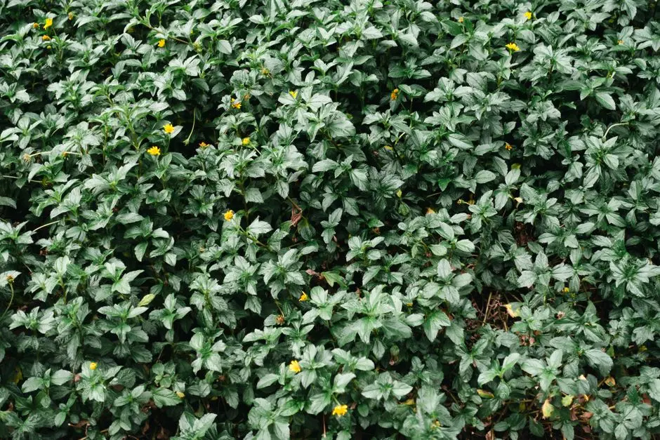 Greens & Outdoors at ELDECO AMOR, Sector 33, Sonipat