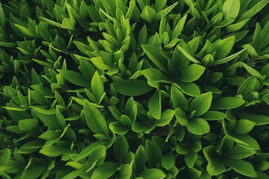 Greens & Outdoors at ELDECO HILLSIDE, Japanese Zone, Neemrana