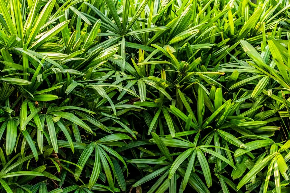 Greens & Outdoors at ELDECO VILLAS GOA (TERRA GRANDE GOA), Arpora-Baga-Candolim, Goa