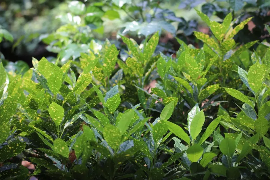 Greens & Outdoors at ELDECO ACCLAIM, Sector 2, Sohna, Gurgaon