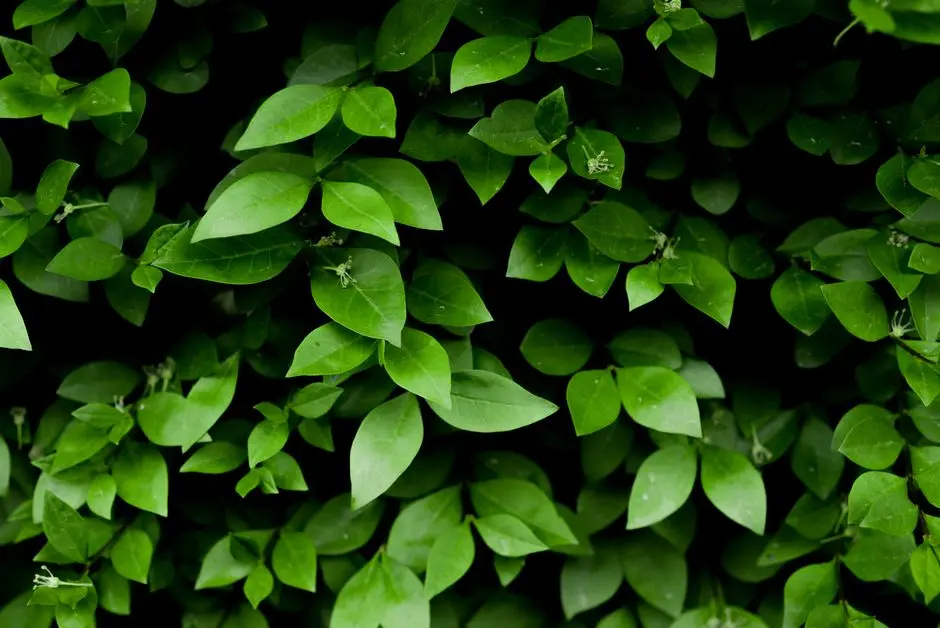 Greens & Outdoors at ELDECO SOLANO GARDENS, New Jail Road, Lucknow